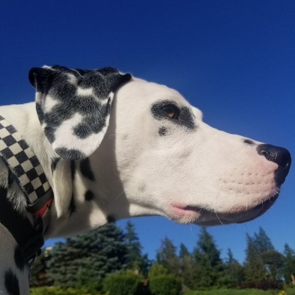 Like to be notified when i go live.🌷🌷🌷🌷🌷🌷🌷🌷🌷🌷🌷Bookmark me🌷🌷🌷🌷🌷🌷 - Picture 2 of 6